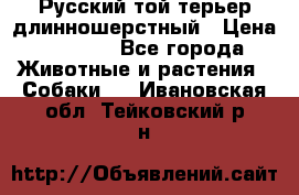 Русский той-терьер длинношерстный › Цена ­ 7 000 - Все города Животные и растения » Собаки   . Ивановская обл.,Тейковский р-н